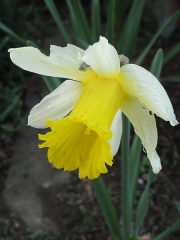 Весенние нарциссы