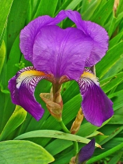 Цветущая Флоренция